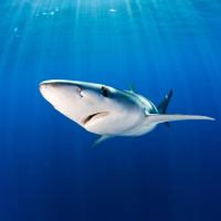 L'app con cui puoi tracciare gli squali (e sapere anche come si chiamano)